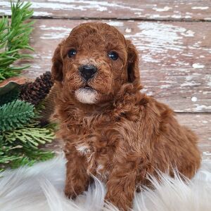 Poodle Puppy Taffy