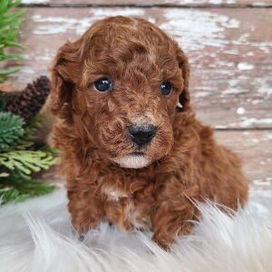 Poodle Puppy Taffy