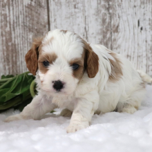 Cavapoo Puppy Alfie