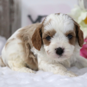 Cavapoo Puppy Alfie