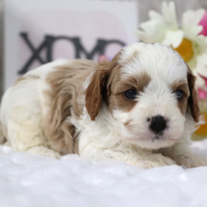 Cavapoo Puppy Alfie