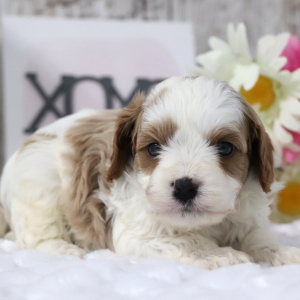 Cavapoo Puppy Alfie