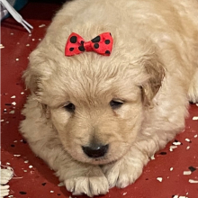 Golden Retriever Puppy Mica