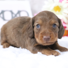 Dachshund Puppy Freddy