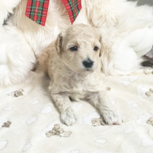 Goldendoodle Puppy Darcy