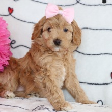 Aussiedoodle Puppy Berry