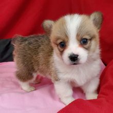 Pembroke Welsh Corgi Puppy Woofie