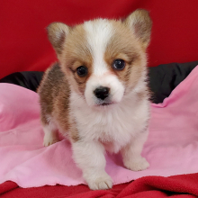 Pembroke Welsh Corgi Puppy Woofie