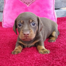Dachshund Puppy Ashley