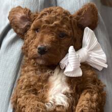 Goldendoodle Puppy Valentino