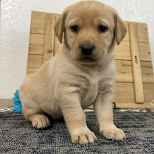 Labrador Retriever Puppy Cathy