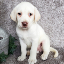 Labrador Retriever Puppy Elena