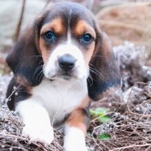 Basset Hound Puppy Klara