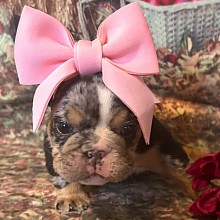 Bulldog Puppy Loretta