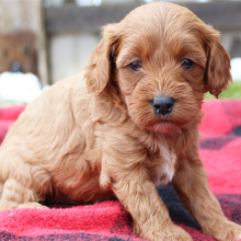 Cavapoo Puppy Susie