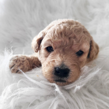 Goldendoodle Puppy Mr Dallas