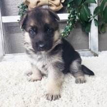 German Shepherd Dog Puppy Gretta