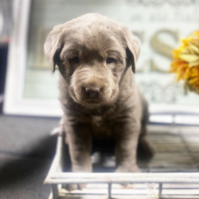 Labrador Retriever Puppy Bruno