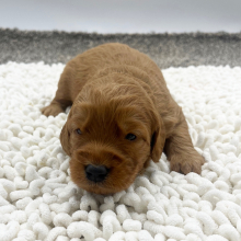 Goldendoodle Puppy Logan
