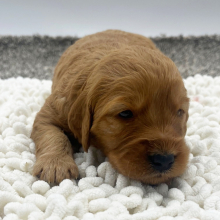 Goldendoodle Puppy Lori