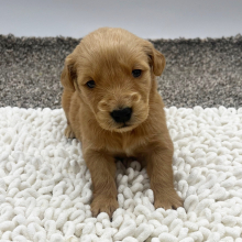 Golden Retriever Puppy Bethany