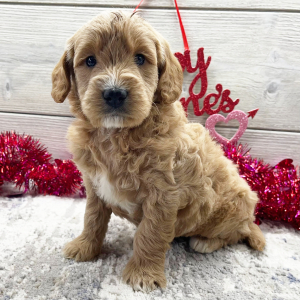 Goldendoodle Puppy Gush