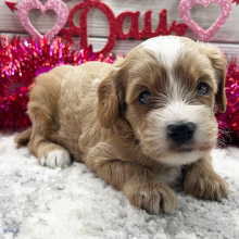 Cavalier King Charles Spaniel Puppy Joyous