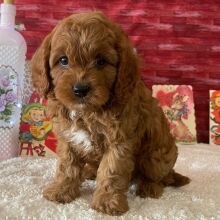 Cavapoo Puppy Zachary