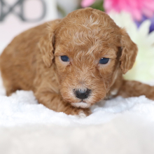Poodle Puppy Bobo