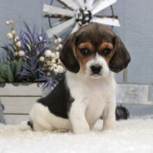 Beagle Puppy Stacy