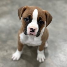 Boxer Puppy Mandy