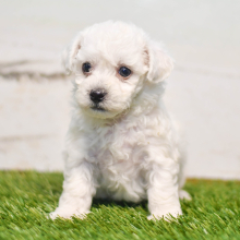 Bichon Frise Puppy Raya