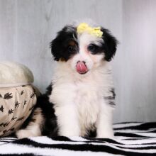 Bernedoodle Puppy Halo