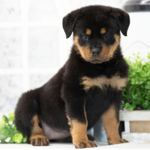 Rottweiler Puppy Ebony