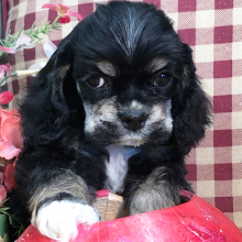 Cocker Spaniel Puppy Polly