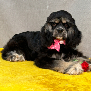 Cocker Spaniel Puppy Polly