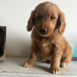 Goldendoodle Puppy Marky