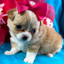 Chihuahua Puppy Clara Belle