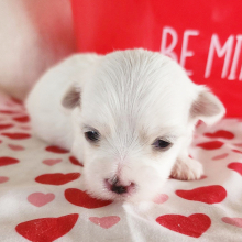 Maltese Puppy Shelly