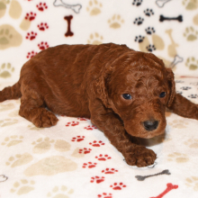 Poodle Puppy Niles