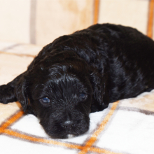 Cockapoo Puppy Cameron