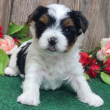 Yorkshire Terrier Puppy Hawk