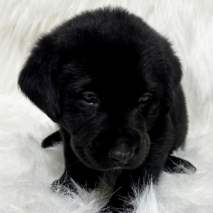 Labrador Retriever Puppy Oliver