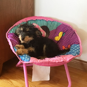 Bernedoodle Puppy Mini Lexi
