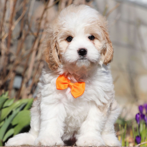Cavapoo Puppy Arabelle