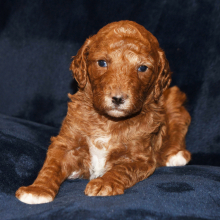 Poodle Puppy Jenny