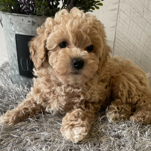 Puppy