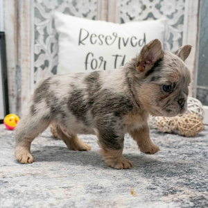 French Bulldog Puppy Fluffy Dawson