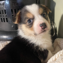 Pembroke Welsh Corgi Puppy William