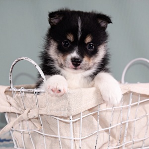 Pomsky Puppy Cora